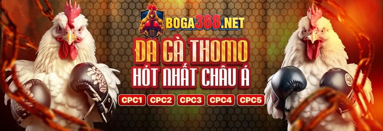 Sân đấu đá gà trực tuyến sôi động tại kim99 hiện đang mở